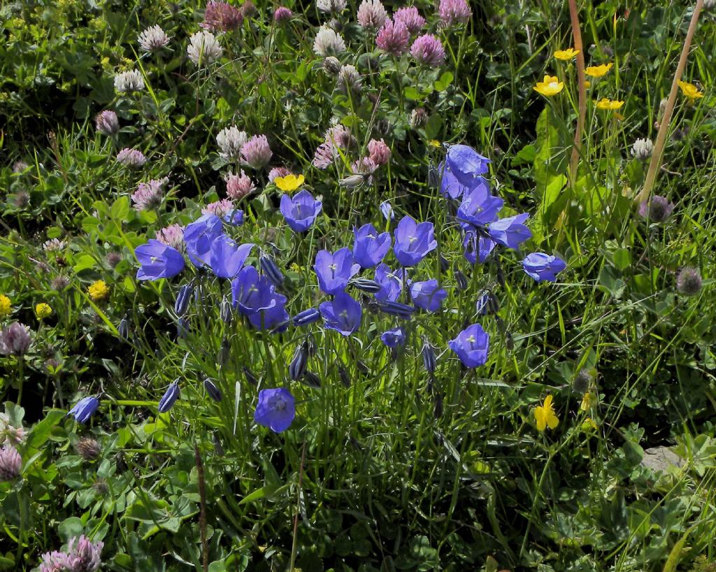 Campanula scheuchzeri? Si